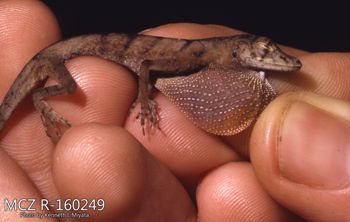 Media type: image;   Herpetology R-160249 Description: Photo of animal in life, taken in the field by Dr. Kenneth Ichiro Miyata. A slide of the photo was scanned in 2012 by Melissa Wooley.;  Aspect: head lateral